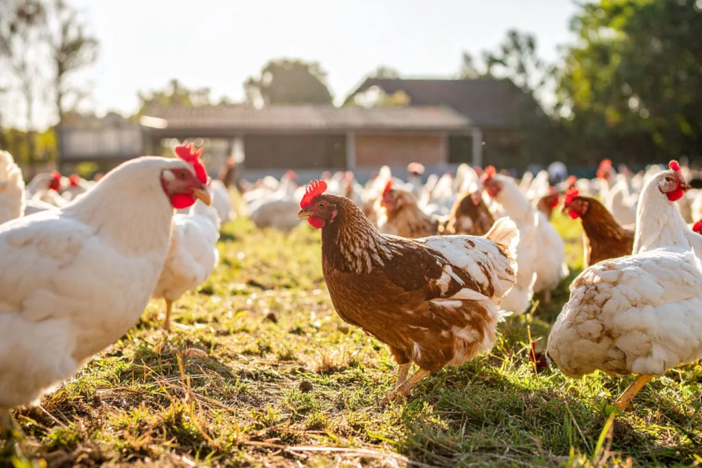 Dla zakładów drobiu i przetwórstwa