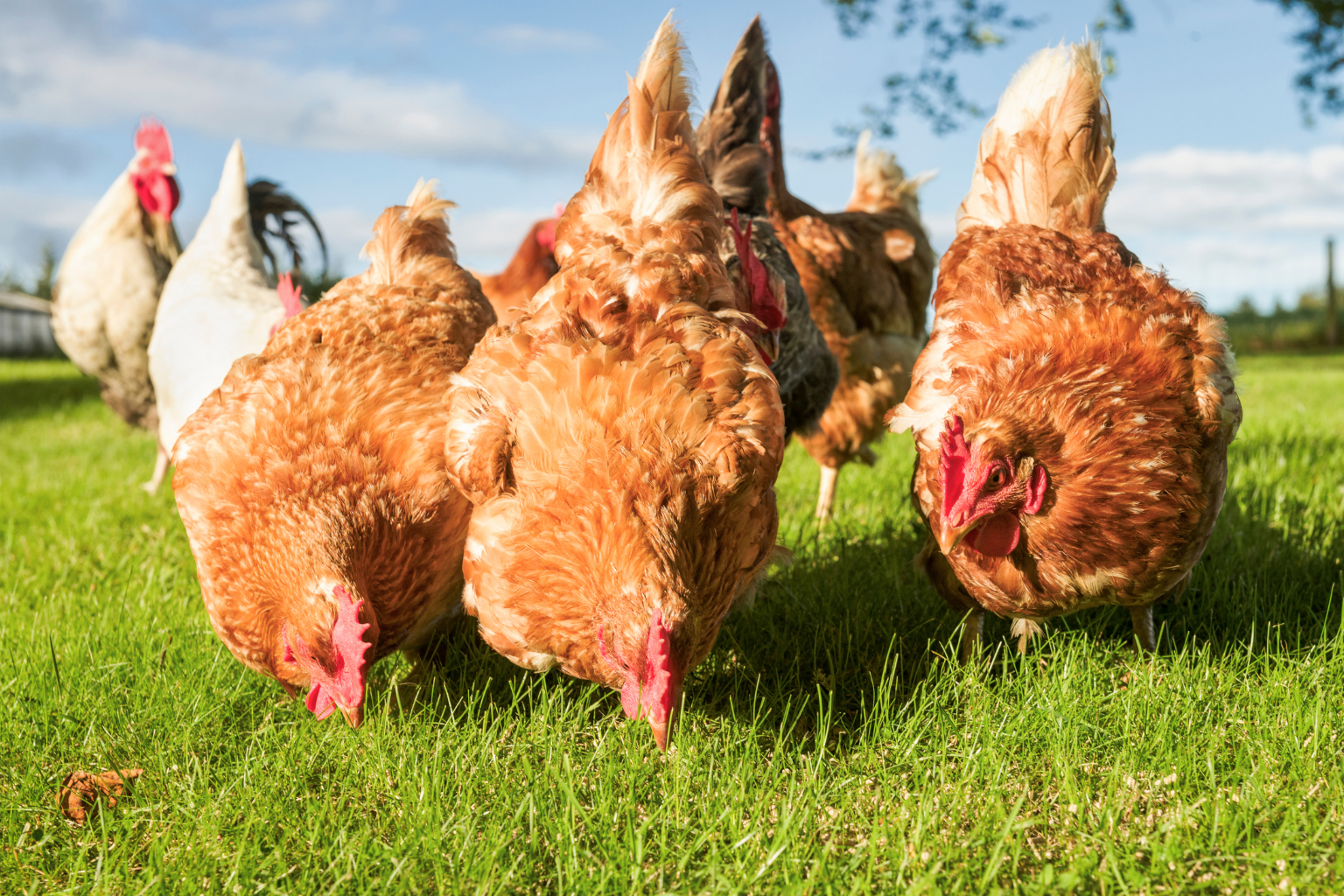 Współpraca z hodowcami